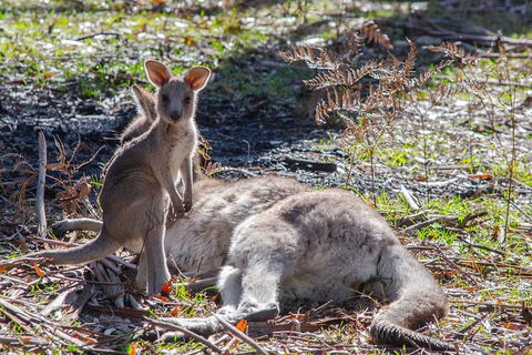 Adelaide To Melbourne 3-Day Trip Through Grampians And Great Ocean Road - Accommodation Kalgoorlie 5