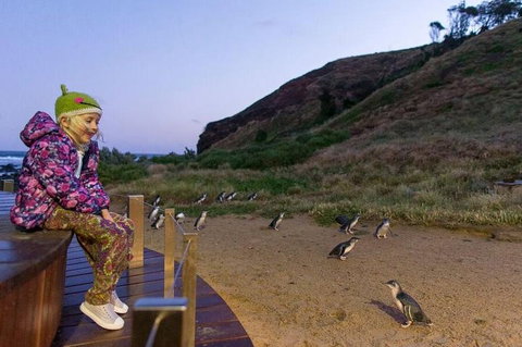 Phillip Island Penguin Parade Day Trip With Koala Conservation Reserve Visit - Accommodation Kalgoorlie 3