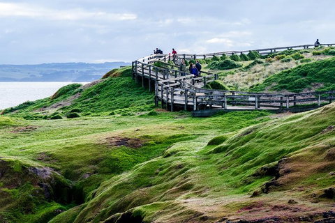 Phillip Island Penguin Parade Day Trip With Koala Conservation Reserve Visit - Accommodation Kalgoorlie 4