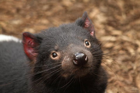 Day Tour In Mt. Field, Mt. Wellington, Bonorong Wildlife Sanctuary And Richmond - Accommodation Kalgoorlie 4