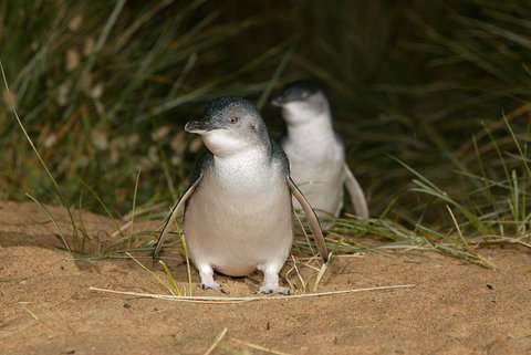 Phillip Island Penguin And Koala Highlights Day-Trip From Melbourne - Accommodation Kalgoorlie 3