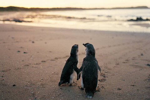 Phillip Island Penguin And Koala Highlights Day-Trip From Melbourne - Accommodation Kalgoorlie 4