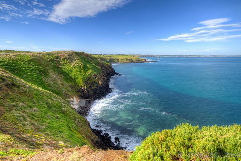 Phillip Island Penguin And Koala Highlights Day-Trip From Melbourne - Accommodation Kalgoorlie 5