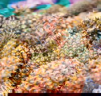 Sunshine Coast Eumundi Markets Return Minibus Transfer - Accommodation Kalgoorlie