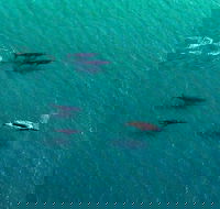 40-45 Minute Port Stephens and Stockton Beach Helicopter Flight - For 2 - Accommodation Kalgoorlie