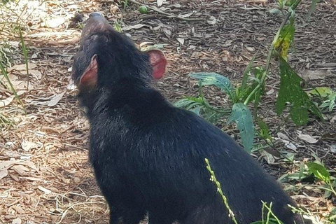 Phillip Island Penguin And Wildlife Tour - Accommodation Kalgoorlie 0