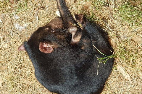 Phillip Island Penguin And Wildlife Tour - Accommodation Kalgoorlie 3