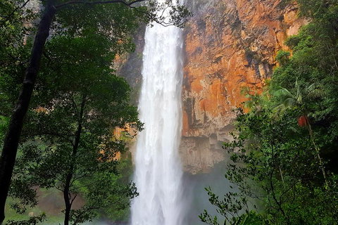 Springbrook Full Day Tour - Accommodation Kalgoorlie 5