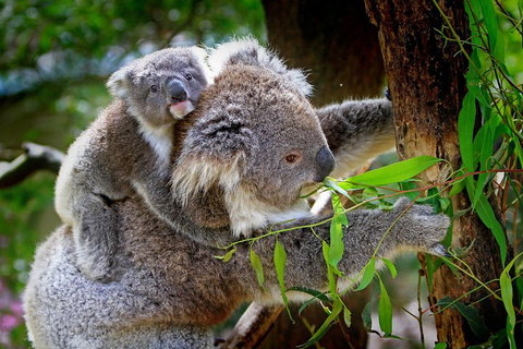 Private Three Day Great Ocean Road Tour - Accommodation Kalgoorlie 2