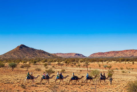 Alice Springs Camel Tour - Accommodation Kalgoorlie 0