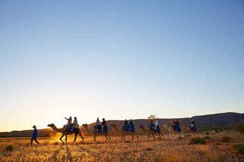 Alice Springs Camel Tour - Accommodation Kalgoorlie 1