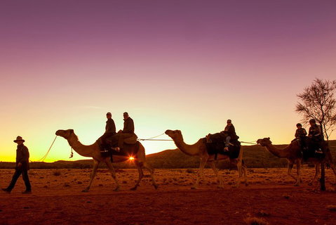 Alice Springs Camel Tour - Accommodation Kalgoorlie 4