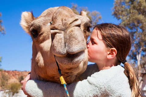 Alice Springs Camel Tour - Accommodation Kalgoorlie 5