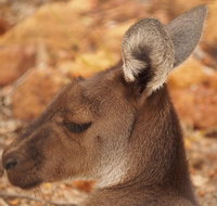 Australian animals Seascape and Sunset Photography Tour