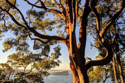 Manly & Sydney's Northern Beaches With 'Personalised Sydney Tours' - Accommodation Kalgoorlie 4