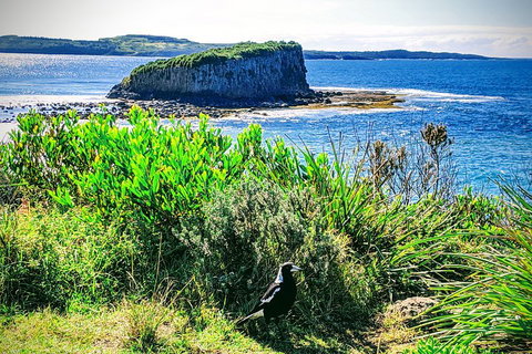Erupting Blowholes And Ancient Rainforests With 'Personalised Sydney Tours' - Accommodation Kalgoorlie 3