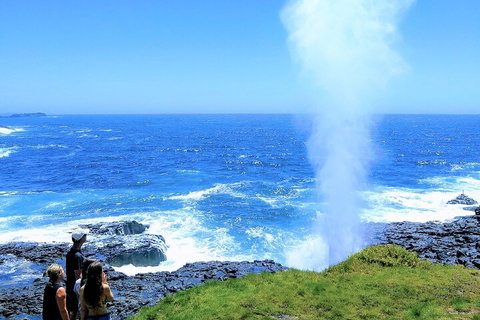Erupting Blowholes And Ancient Rainforests With 'Personalised Sydney Tours' - Accommodation Kalgoorlie 5