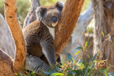 Mount Lofty Hike And Cleland Wildlife Park Day Trip From Adelaide - Accommodation Kalgoorlie 2