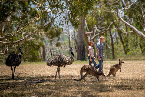 Mount Lofty Hike And Cleland Wildlife Park Day Trip From Adelaide - Accommodation Kalgoorlie 5