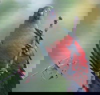 Inside the Greater Blue Mountains World Heritage - A Wildlife Safari Overnight - Accommodation Kalgoorlie