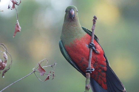 Inside The Greater Blue Mountains World Heritage - A Wildlife Safari Overnight - Accommodation Kalgoorlie 0