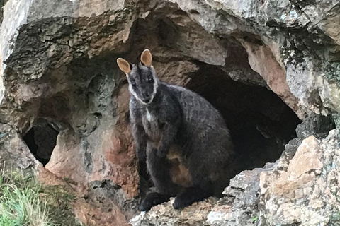 Inside The Greater Blue Mountains World Heritage - A Wildlife Safari Overnight - Accommodation Kalgoorlie 1