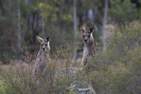 Inside The Greater Blue Mountains World Heritage - A Wildlife Safari Overnight - Accommodation Kalgoorlie 2