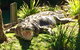 Central Coast Private Tour From Sydney, With Australian Reptile Park Option - thumb 4