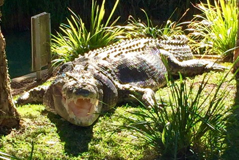 Central Coast Private Tour From Sydney, With Australian Reptile Park Option - Accommodation Kalgoorlie 4