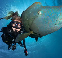 Great Barrier Reef Snorkeling and Diving Cruise from Cairns