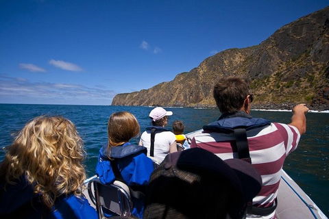 Seal Island Boat Tour From Victor Harbor - Accommodation Kalgoorlie 0