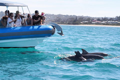 Seal Island Boat Tour From Victor Harbor - Accommodation Kalgoorlie 5