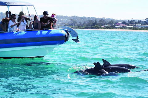 Southern Ocean Adventure From Victor Harbor - Accommodation Kalgoorlie 2