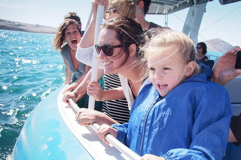 Southern Ocean Adventure From Victor Harbor - Accommodation Kalgoorlie 4