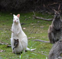Full-Day Guided Bruny Island Tour from Hobart - Accommodation Kalgoorlie