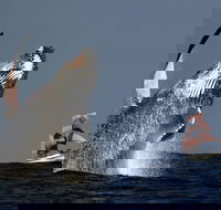 Sydney Harbour Tall Ship Whale  Sail - Whale Watching Cruise - Accommodation Kalgoorlie