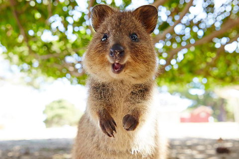Discover Rottnest With Ferry & Bus Tour From Perth Or Fremantle - Accommodation Kalgoorlie 0