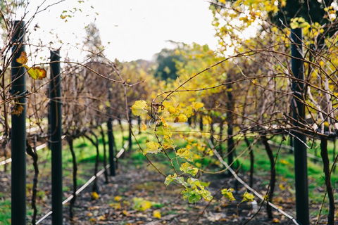Australian Wine Discovery Tour Ticket - Accommodation Kalgoorlie 4