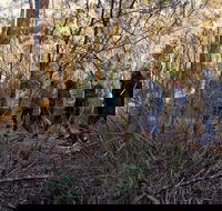 Wild Australian Wildlife 4WD Tour from Sydney - Accommodation Kalgoorlie