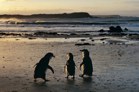 Phillip Island Penguin Parade Day Trip With Koala Conservation Reserve Visit - Accommodation Kalgoorlie 0