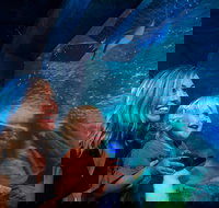 SEA LIFE Sunshine Coast Aquarium Entrance Ticket - Accommodation Kalgoorlie