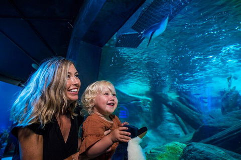 SEA LIFE Sunshine Coast Aquarium Entrance Ticket - Accommodation Kalgoorlie 0