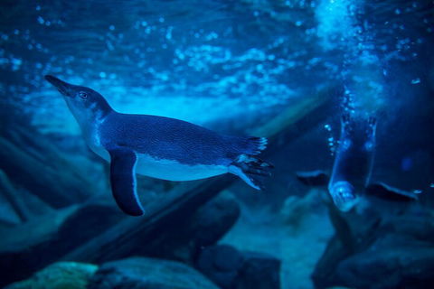 SEA LIFE Sunshine Coast Aquarium Entrance Ticket - Accommodation Kalgoorlie 1