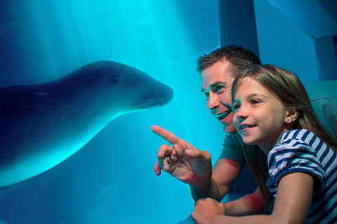 SEA LIFE Sunshine Coast Aquarium Entrance Ticket - Accommodation Kalgoorlie 2