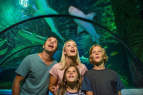 SEA LIFE Sunshine Coast Aquarium Entrance Ticket - Accommodation Kalgoorlie 3