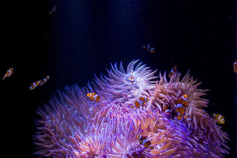 SEA LIFE Sunshine Coast Aquarium Entrance Ticket - Accommodation Kalgoorlie 4