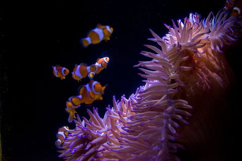 SEA LIFE Sunshine Coast Aquarium Entrance Ticket - Accommodation Kalgoorlie 5