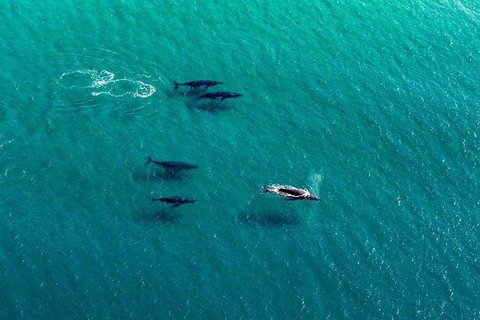 25-30 Minute Newcastle & Macquarie Helicopter Shared Flight - Accommodation Kalgoorlie 4