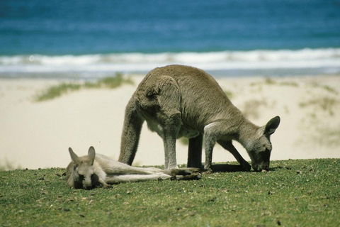 Great Ocean Road Highlights Tour - 2 Days, 1 Night - Accommodation Kalgoorlie 2