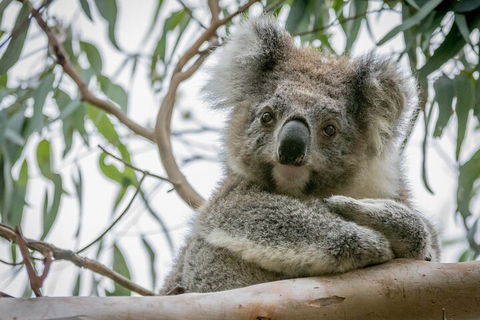 Great Ocean Road & Grampians National Park Tour - 3 Days, 2 Nights - Accommodation Kalgoorlie 2